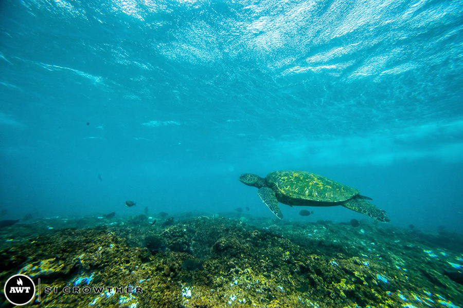 Underwater-Turtle